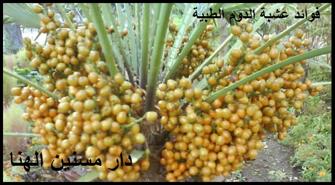 رعاية مسنين