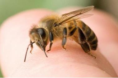 فوائد لسعة النحلة 